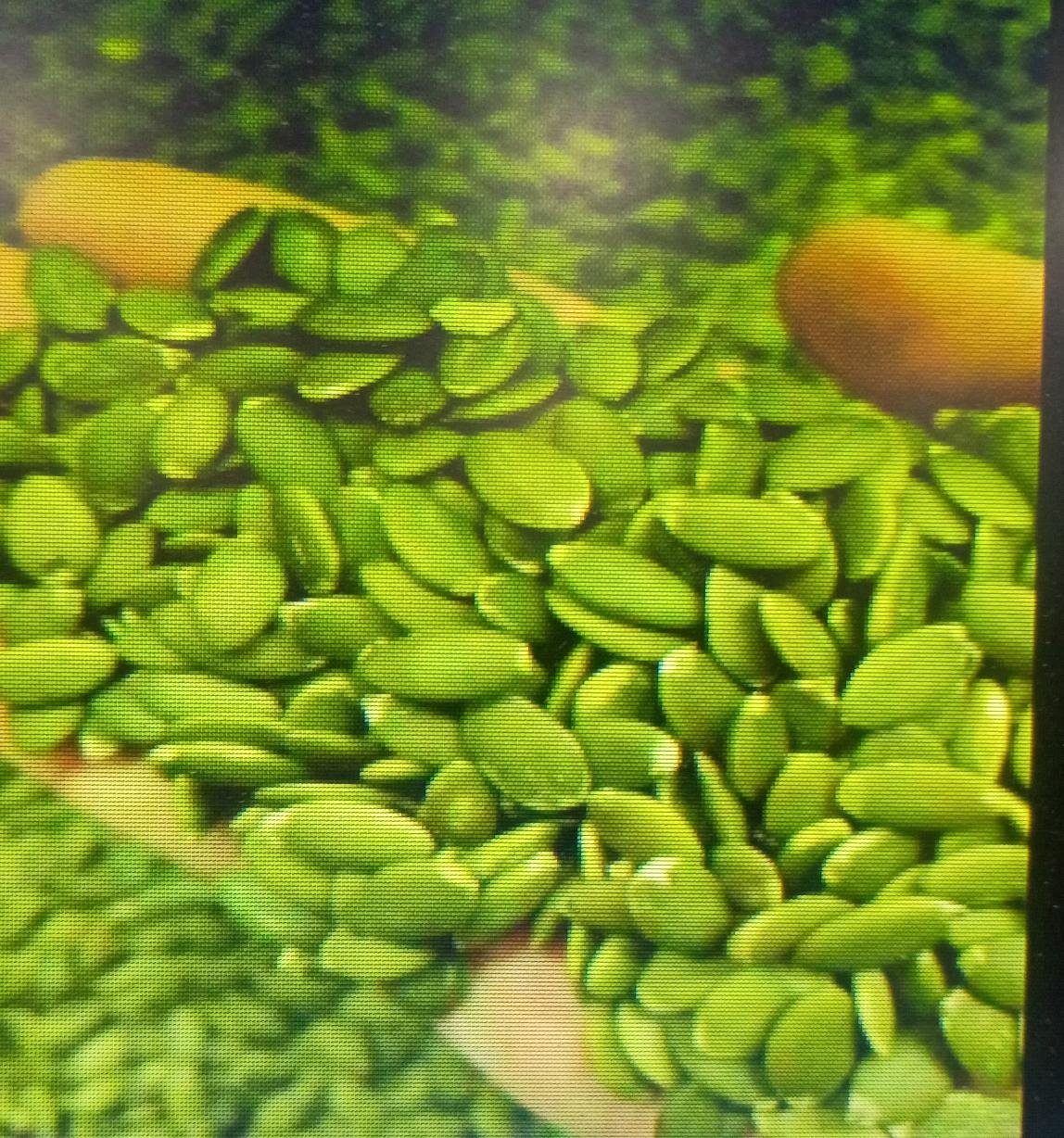 PUMKEEN SEED LOOSE