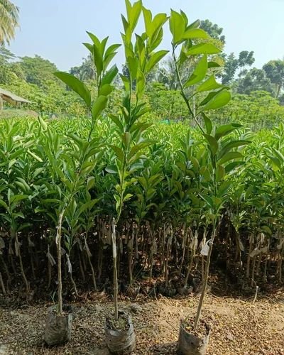 Mosambi Grafted Plants