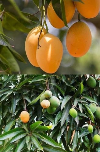 Alphonso Mango Plant