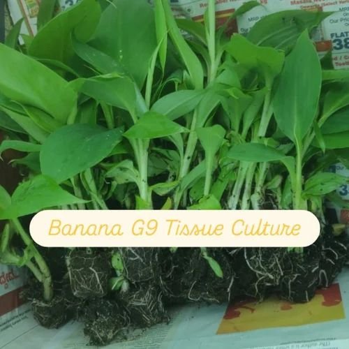 Banana Tissue Culture Plants