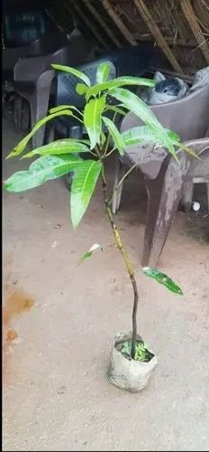 Natural Dasheri Mango Plant