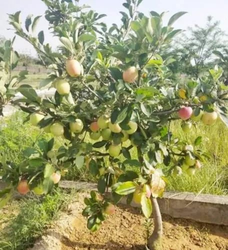 Apple Ber red Plants