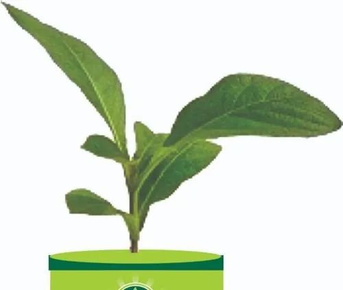 Tissue culture Teak Plant