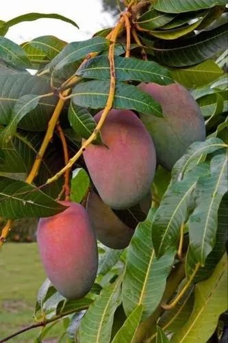 Red Natural Mango Plant