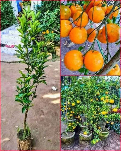Orange Fruit Plant