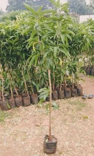 Hathi jula grafted Mango variety