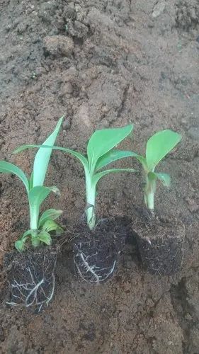 Banana Tissue Culture Plants