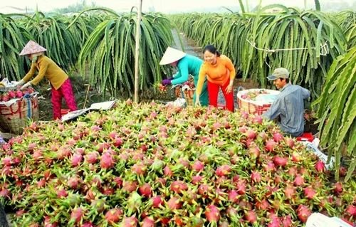 Dragon Fruit Plant