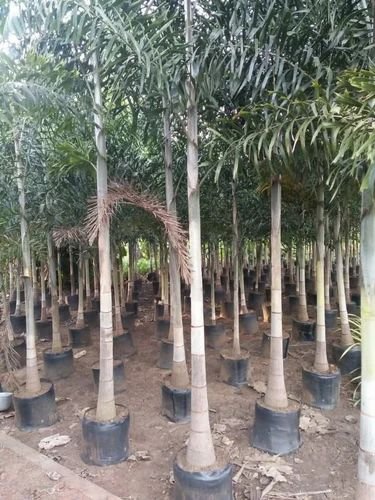 Phostel Palm Tree