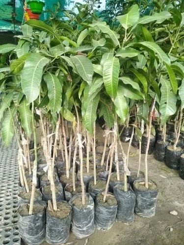Natural Kesari Mango Plant