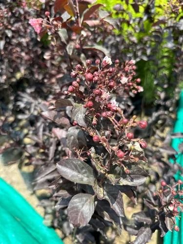 Dry Clove Tree