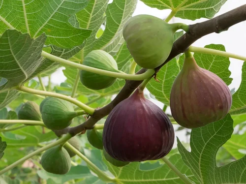 Fig Fruit Plants