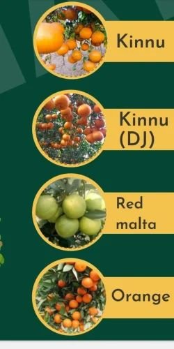 Kinno Fruits Plant