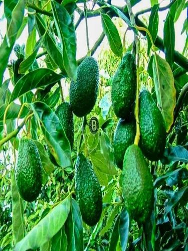 Grafted Avocado Plants