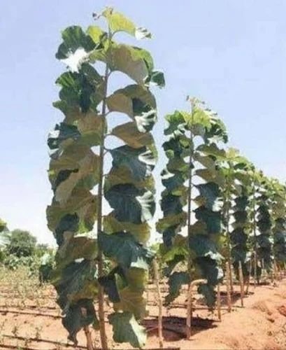 Tall Forestry Plant