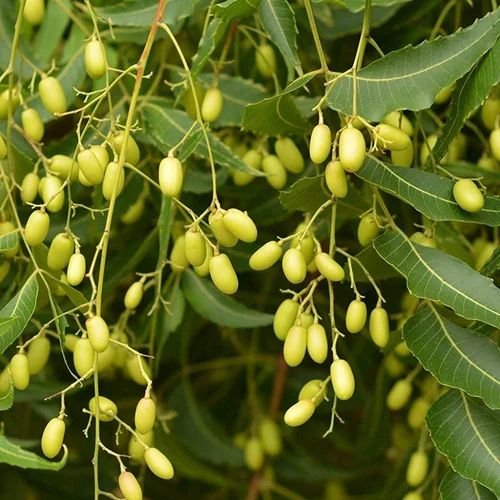 Malabar Neem Tree