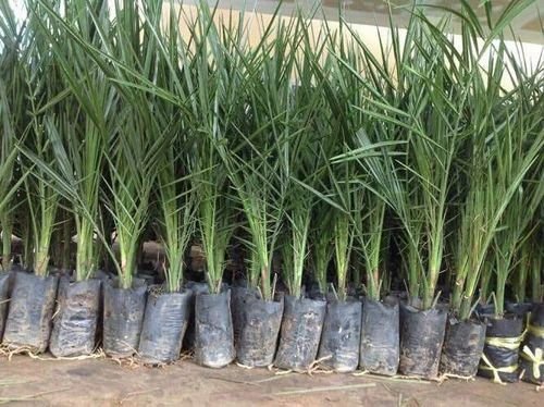 Dates Tissue Culture Plants
