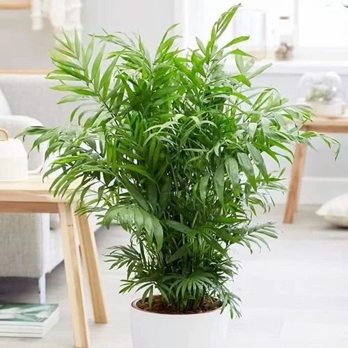 Areca Palm Plant