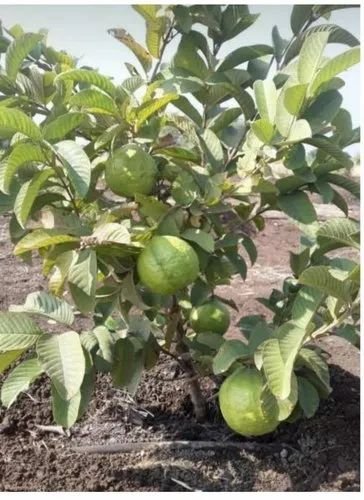 Taiwan Pink Guava Plant
