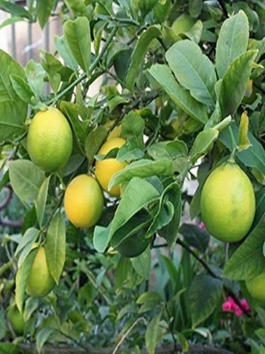 Sai Sharbati Lemon Plant