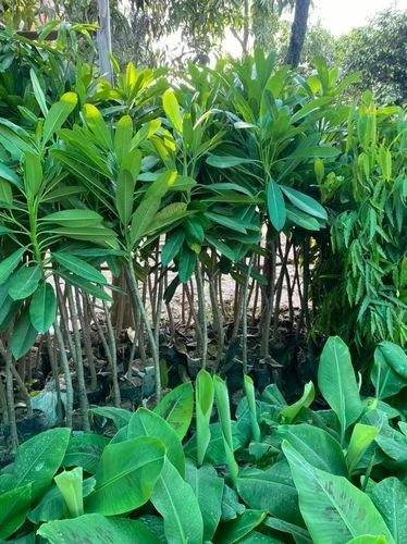 White Champa Plant