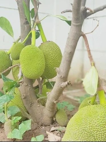 Kathal Hybrid Vetnam