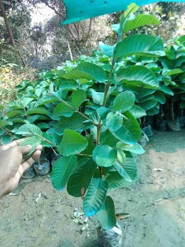 Red Diamond Guava Plant