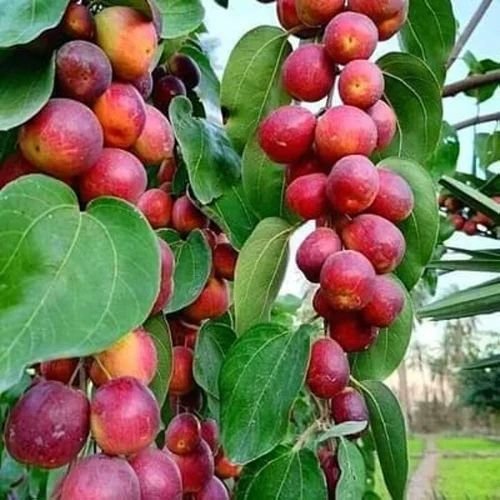 Apple Ber Plants