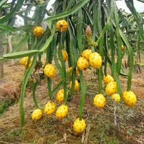 Yellow Dragon Fruit Plant
