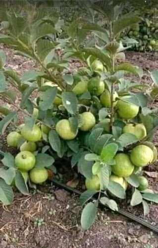 L 49 Guava Fruit Plant