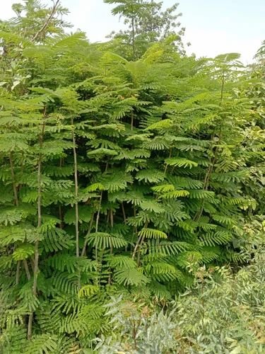 Gulmohar Tree Plant