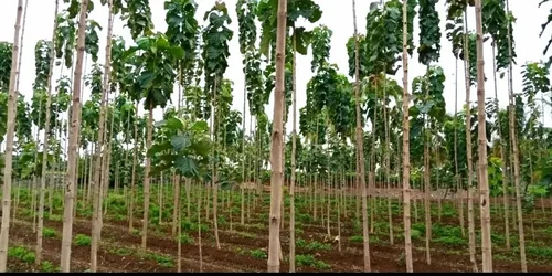 Tissue Culture Teak Plants
