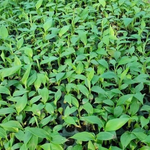 Tissue Culture G9 Banana Plant