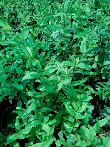 Tissue Culture Pomegranate Plants