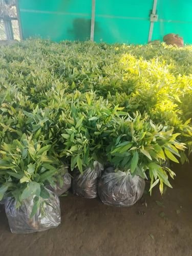 Eucalyptus Clone Plants