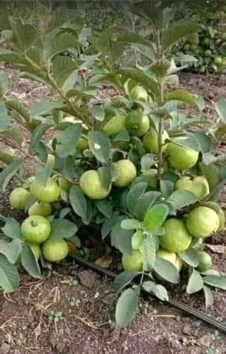 Allahabad Safeda Guava Plants