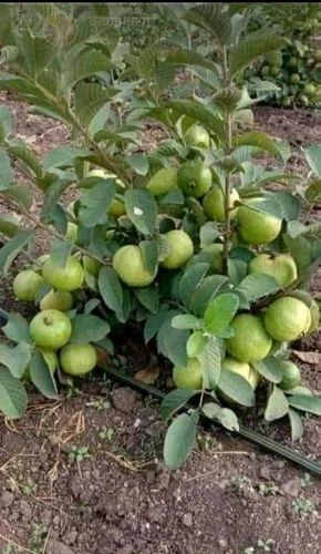 Guava Fruit Plant