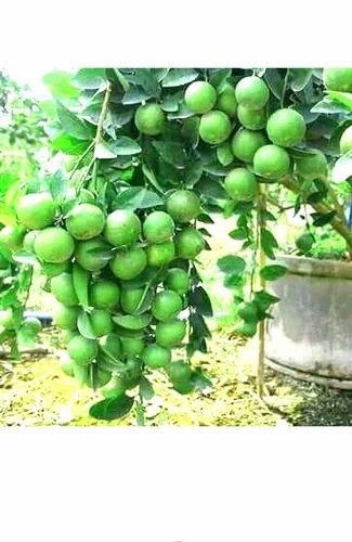 Baramasi Lemon Plant