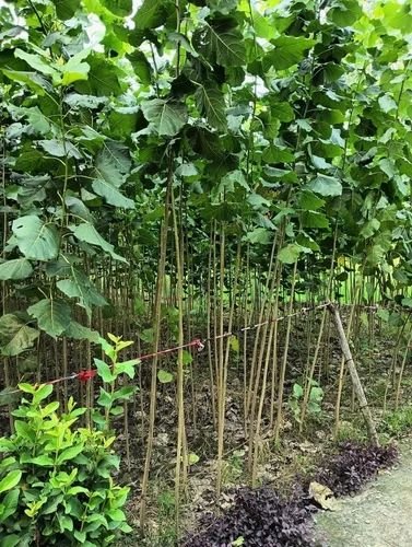 Poplar Tree Plant