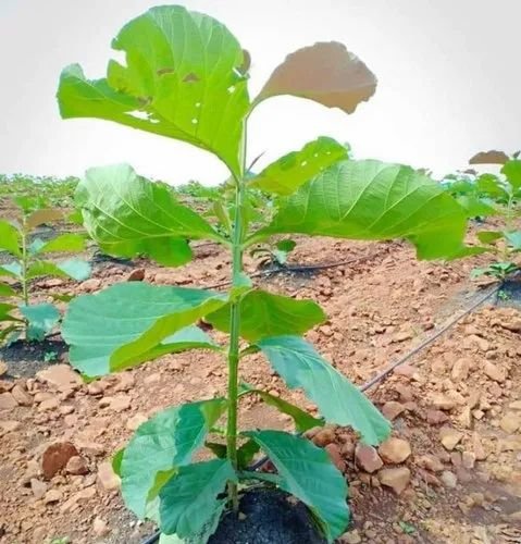 Natural  Teak  Plant