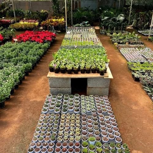Plant Nurseries Services