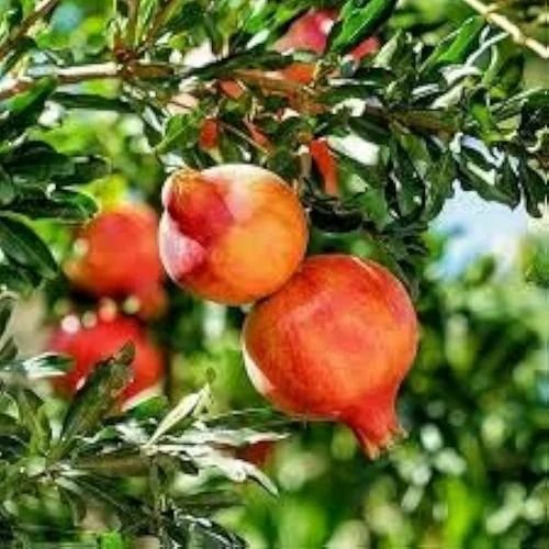 Pomegranate Plants