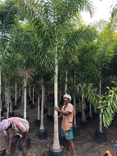 Bottle Palm Tree 5 Ft