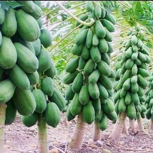 Natural Green Red Lady 786 Papaya