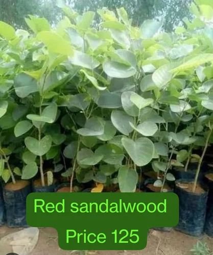 Red Sandalwood Plants