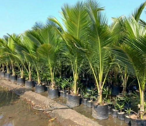 Coconut Tree Plants