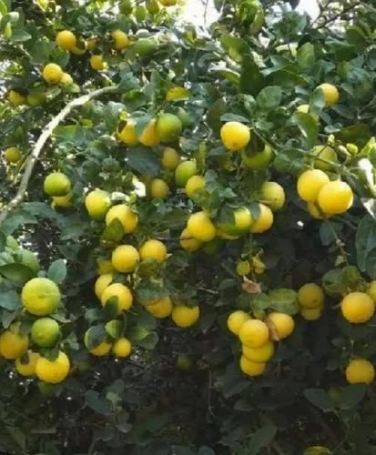 Lemon Balaji Plant