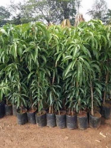 Malika Mango Plant