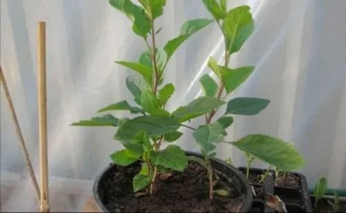 Organic Green Apple Ber Plant