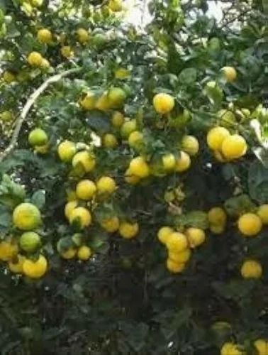 Fresh Lemon Plant